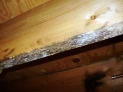 Mold On Floor Joist - Quality Building Inspections